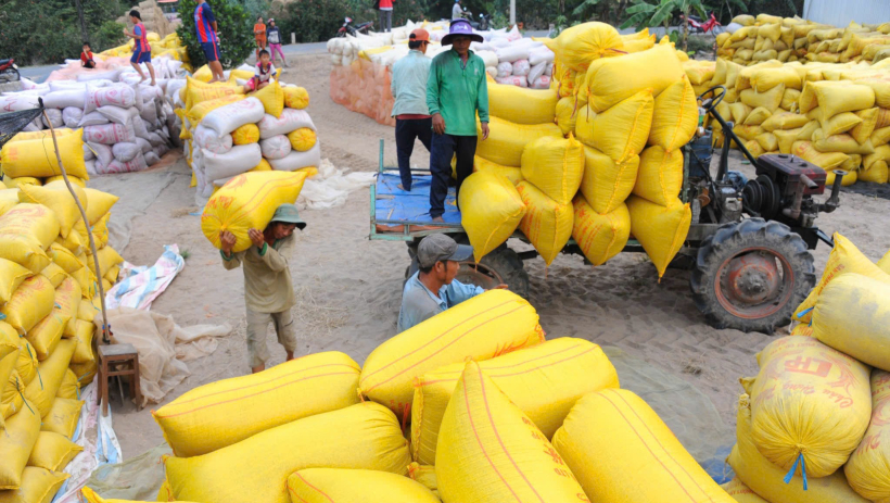 Việt Nam dự kiến xuất khẩu 7,7 triệu tấn gạo