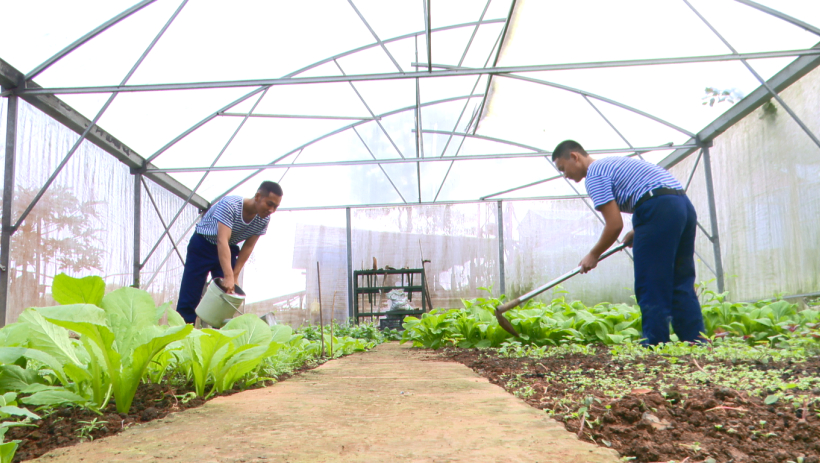 Những mầm xanh tr&ecirc;n đảo