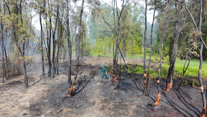 T&acirc;y Ninh: Ch&aacute;y rừng tr&agrave;m tại x&atilde; B&igrave;nh Th&agrave;nh, thiệt hại khoảng 1,5ha