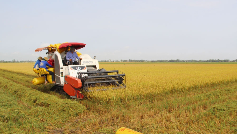 Tay Ninh targets high-quality rice to account for approximately 75% of output in 2026