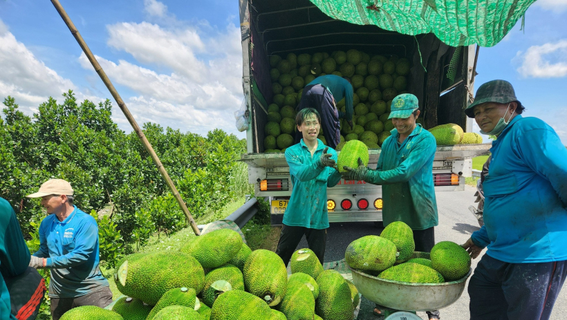 N&ocirc;ng d&acirc;n phấn khởi, v&igrave; gi&aacute; m&iacute;t tăng gấp đ&ocirc;i v&agrave;o dịp cận Tết