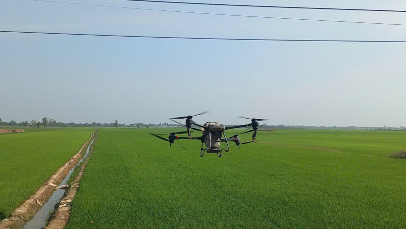 S&acirc;u bệnh gia tăng tr&ecirc;n l&uacute;a Đ&ocirc;ng Xu&acirc;n 2025-2026