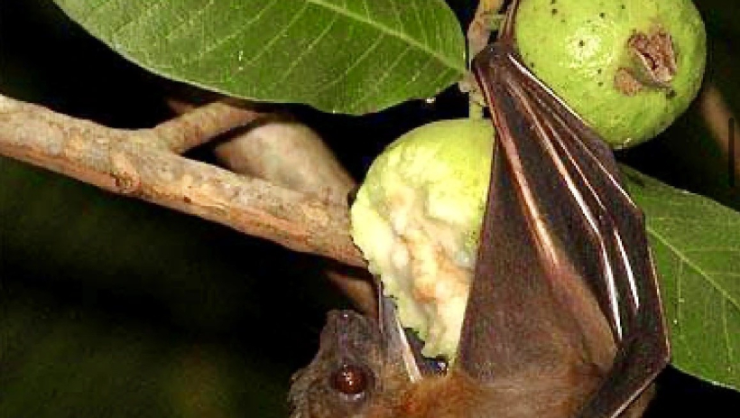 Bộ Y tế khuyến c&aacute;o kh&ocirc;ng ăn tr&aacute;i c&acirc;y bị động vật cắn đề ph&ograve;ng virus Nipah