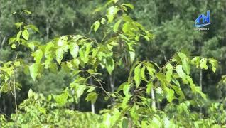 T&acirc;y Ninh trồng được hơn 600ha rừng trong năm qua