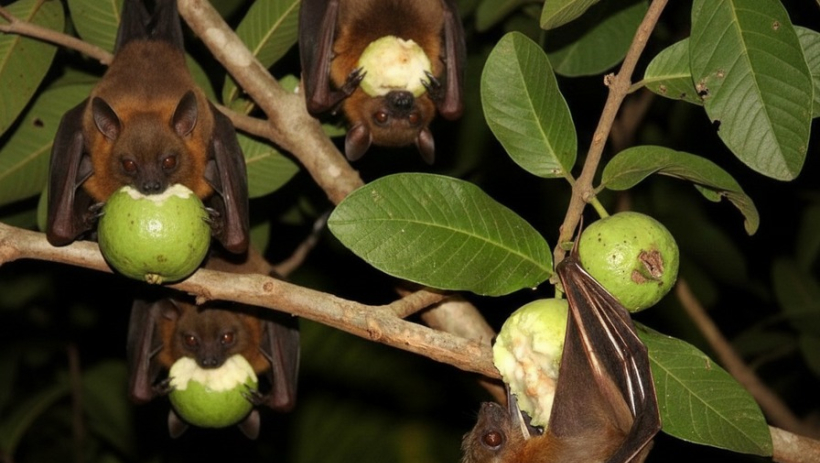 Virus Nipah: L&acirc;y lan nhanh, ủ bệnh k&eacute;o d&agrave;i, ph&ograve;ng bệnh nhưng kh&ocirc;ng n&ecirc;n hoang mang