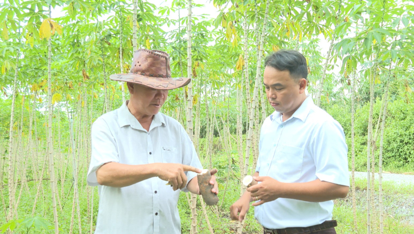 T&acirc;y Ninh: Phấn đấu đến 2030, tổng sản lượng khoai m&igrave; đạt khoảng 2,2 triệu tấn