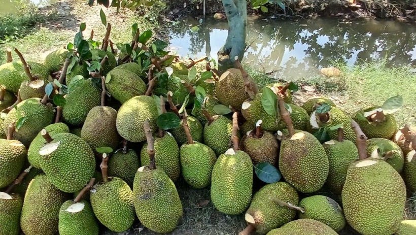 X&atilde; Nhơn Ninh: Trồng m&iacute;t Th&aacute;i si&ecirc;u sớm mang lại hiệu quả cao