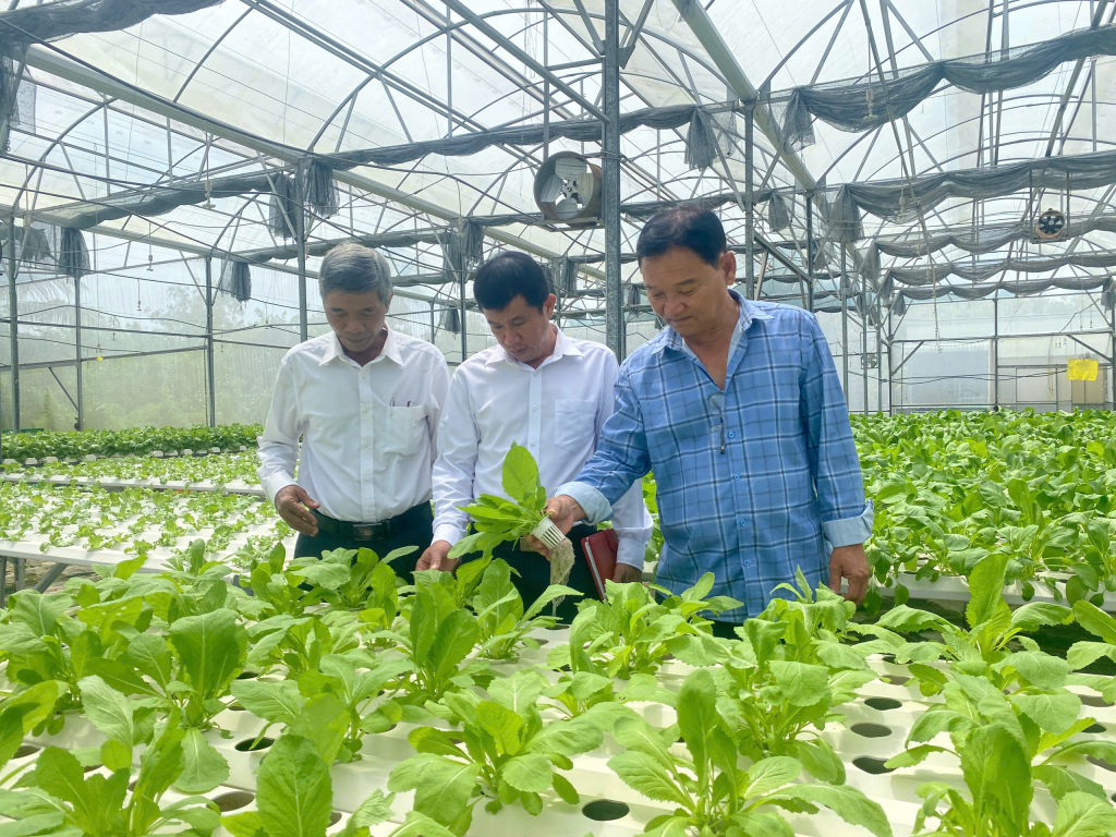 Tây Ninh đẩy mạnh phát triển 19.000 ha rau an toàn đến năm 2030