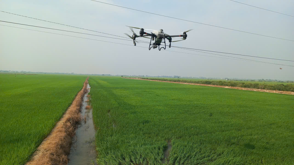 Nông dân cần thường xuyên thăm đồng, kịp thời phát hiện phòng trừ sâu, bệnh hại lúa 