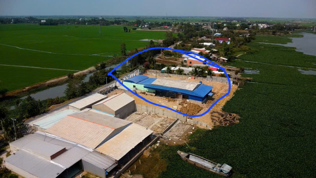 Cơ sở thu, mua lục bình nằm trên khu dân cư