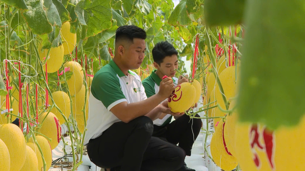 Dưa lưới đến kỳ thu hoạch được điểm tô bằng nét vẽ thư pháp