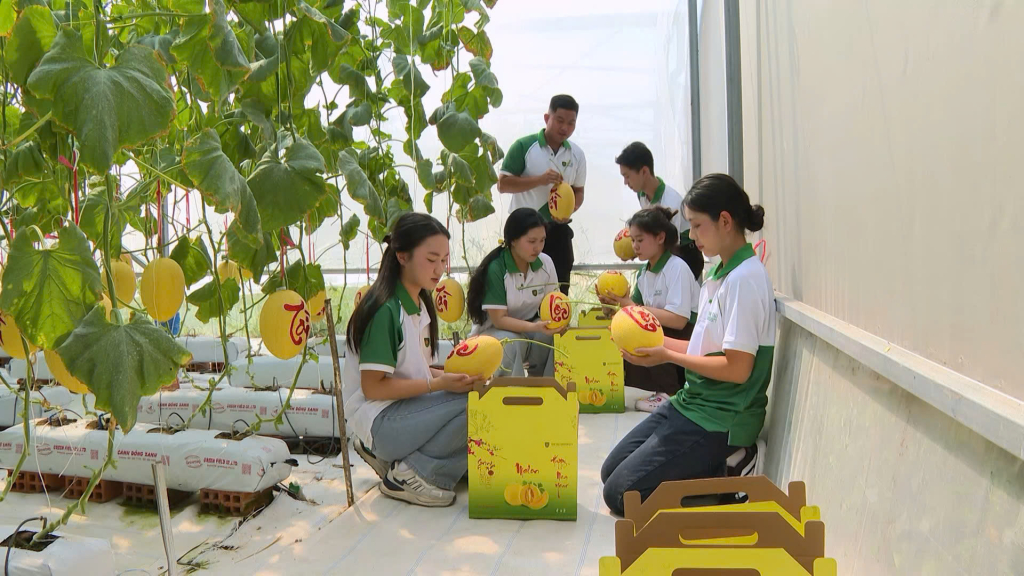 Sinh viên được tham gia trực tiếp các công đoạn từ trồng, chăm sóc dưa đến thu hoạch