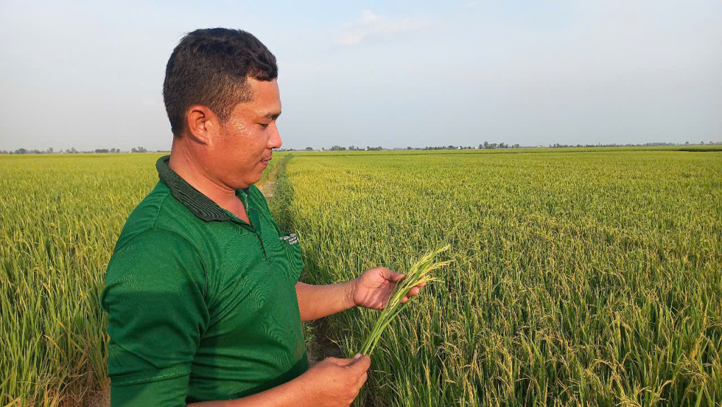 Anh Tuấn chủ động thăm ruộng những ngày tết