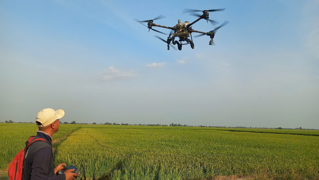 Nông dân cần chủ động chăm sóc ruộng lúa những ngày tết