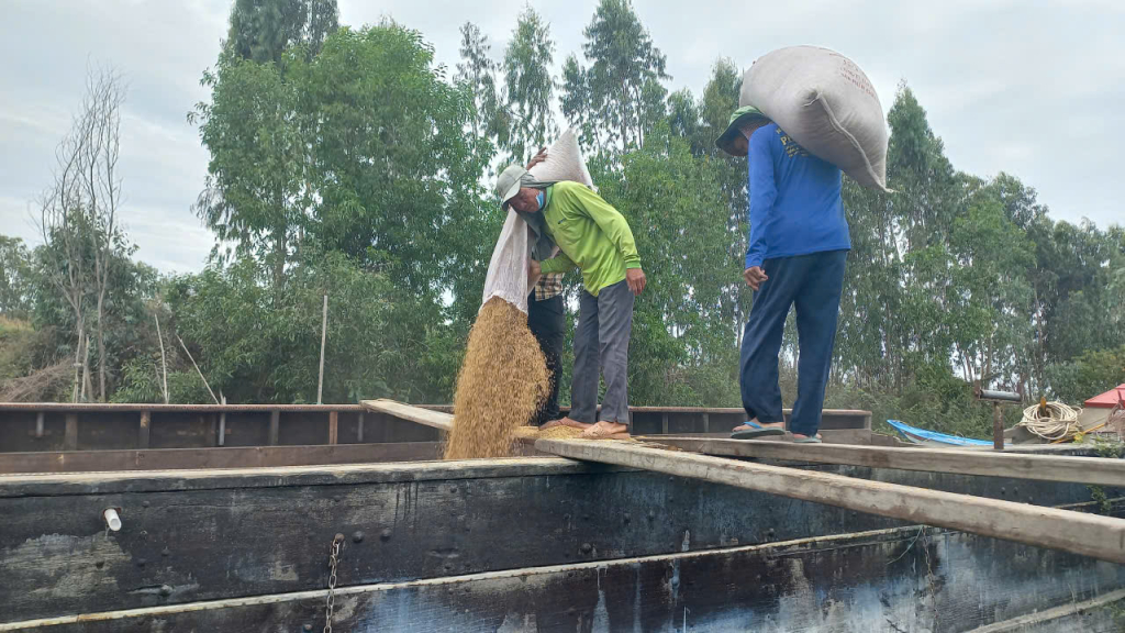 Giá lúa tăng khoảng 200 đồng/kg so với trước Tết Nguyên đán năm 2026