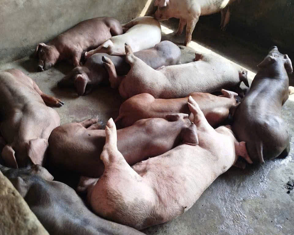 Đàn heo chết bất thường