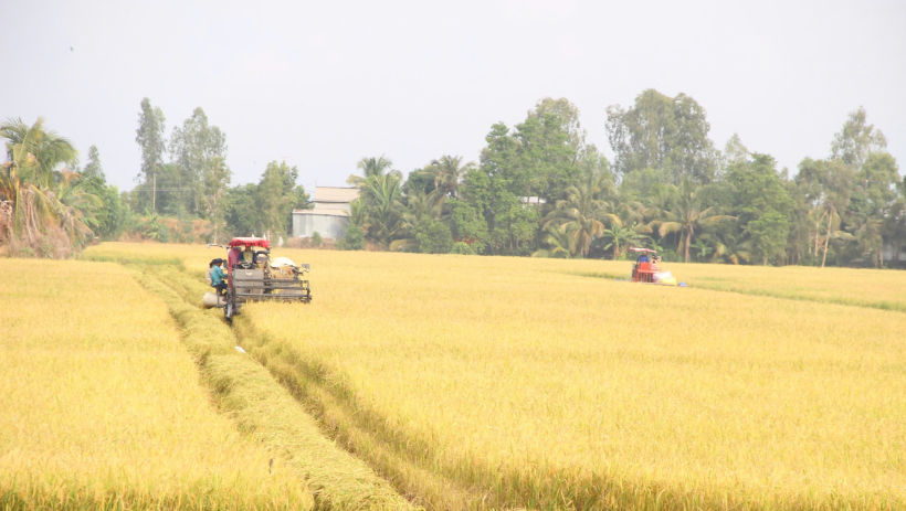 M&ugrave;a v&agrave;ng tr&ecirc;n những c&aacute;nh đồng