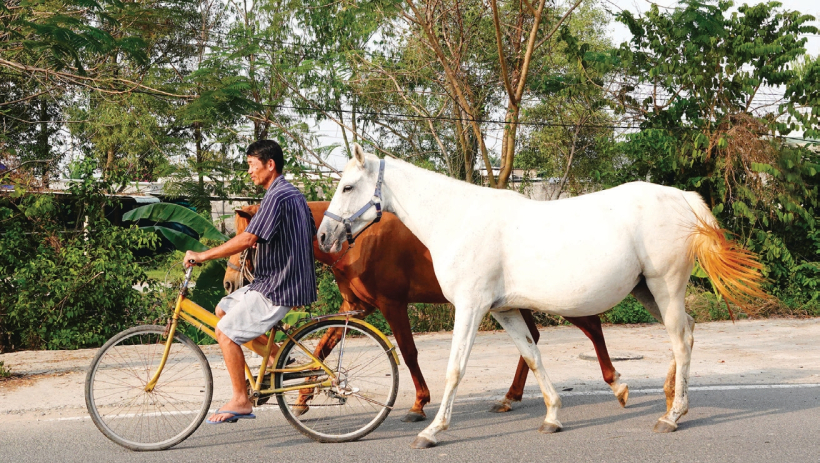 C&ograve;n đ&acirc;u tiếng v&oacute; ngựa phi? 