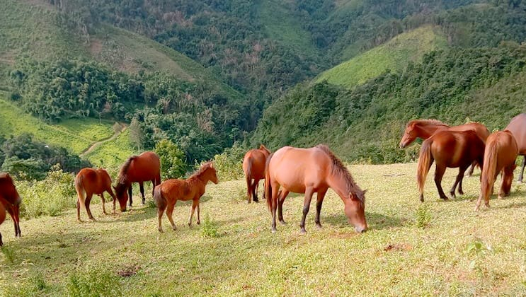 Ngựa trong d&acirc;n gian Việt Nam &ndash; biểu tượng lịch sử, văn h&oacute;a v&agrave; kh&aacute;t vọng hanh th&ocirc;ng
