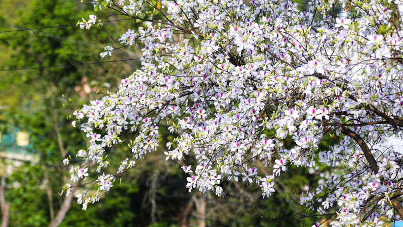 Lễ hội Hoa Ban Điện Bi&ecirc;n hứa hẹn nhiều điểm nhấn mới