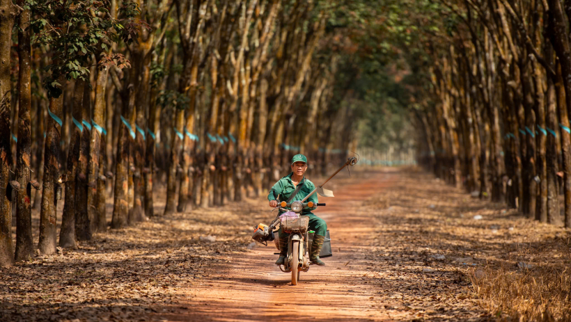 T&acirc;y Ninh ngẩn ngơ m&ugrave;a cao su thay l&aacute;