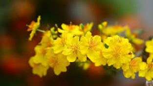 Dịu d&agrave;ng xu&acirc;n