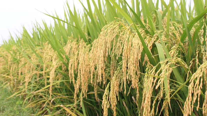 Gạo Đ&agrave;i Thơm 8 được đề xuất l&agrave;m chuẩn tham chiếu thuế nhập khẩu tại Philippines