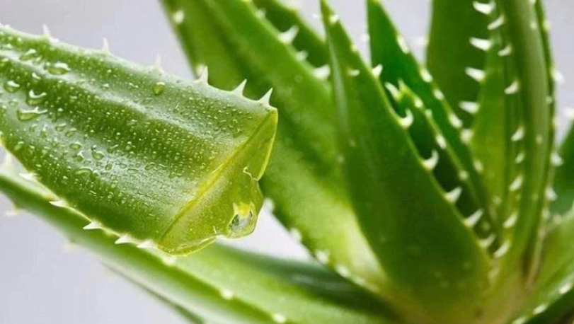 Hợp chất c&oacute; trong c&acirc;y nha đam mở ra hy vọng điều trị bệnh Alzheimer