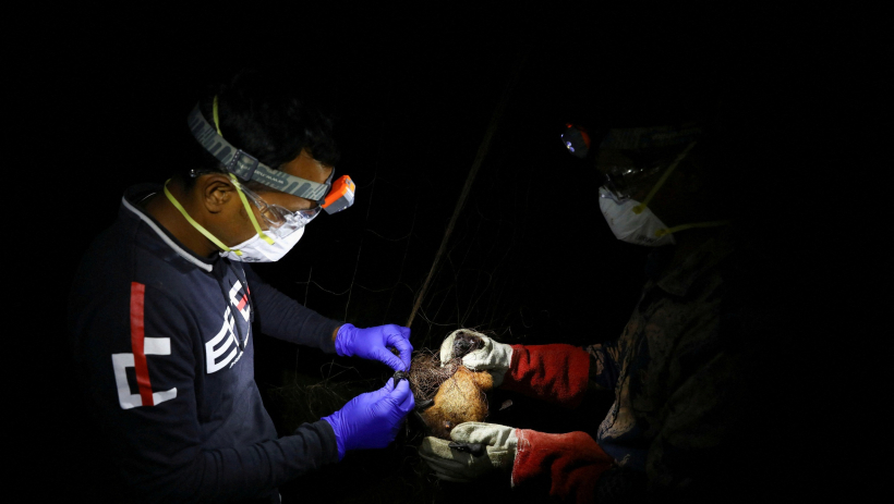 Vi r&uacute;t Nipah g&acirc;y tử vong ở Bangladesh