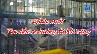 Chăn nu&ocirc;i t&igrave;m đầu ra hướng đi bền vững