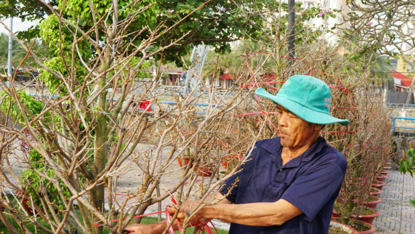 Mong m&ugrave;a tết 'hoa nở, người cười'