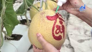 Dưa lưới vẽ chữ thư ph&aacute;p h&uacute;t kh&aacute;ch dịp Tết B&iacute;nh Ngọ 2026