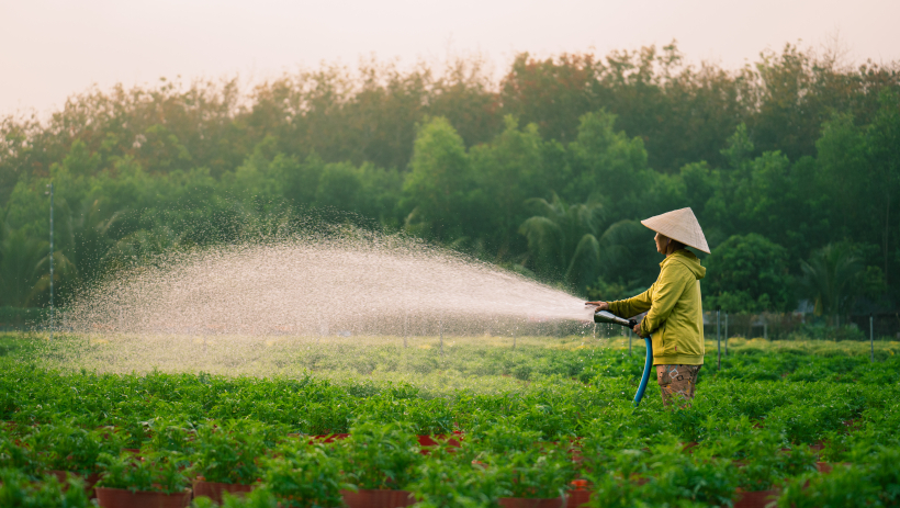 L&agrave;ng hoa An Cơ - nhộn nhịp m&ugrave;a hoa tết