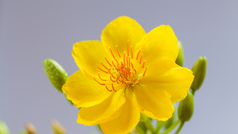 Lời ch&uacute;c mừng năm mới Xu&acirc;n B&iacute;nh Ngọ 2026 của Ph&oacute; B&iacute; thư Tỉnh ủy, Chủ tịch UBND tỉnh L&ecirc; Văn Hẳn