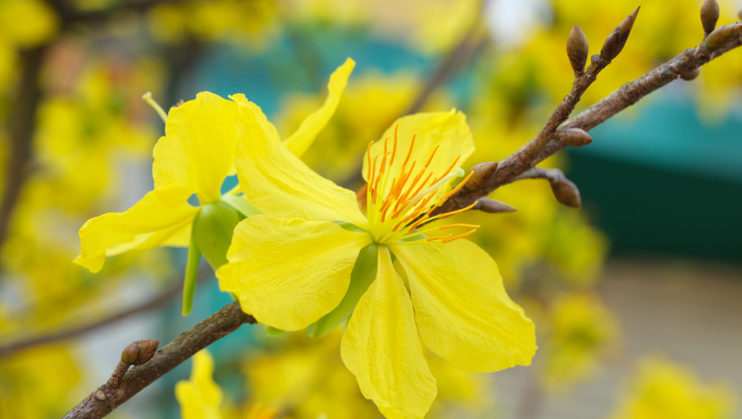 Rực rỡ chợ hoa xu&acirc;n