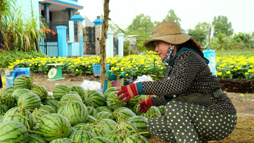N&ocirc;ng d&acirc;n 'v&agrave;o m&ugrave;a' thu hoạch dưa hấu tết