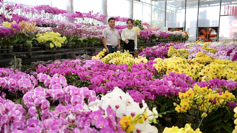 Hoa lan h&uacute;t kh&aacute;ch dịp tết