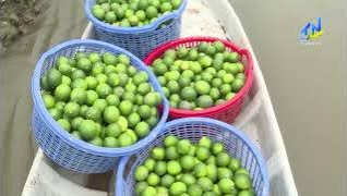 T&acirc;y Ninh: Diện t&iacute;ch chanh giảm nhẹ, sản lượng vẫn tăng