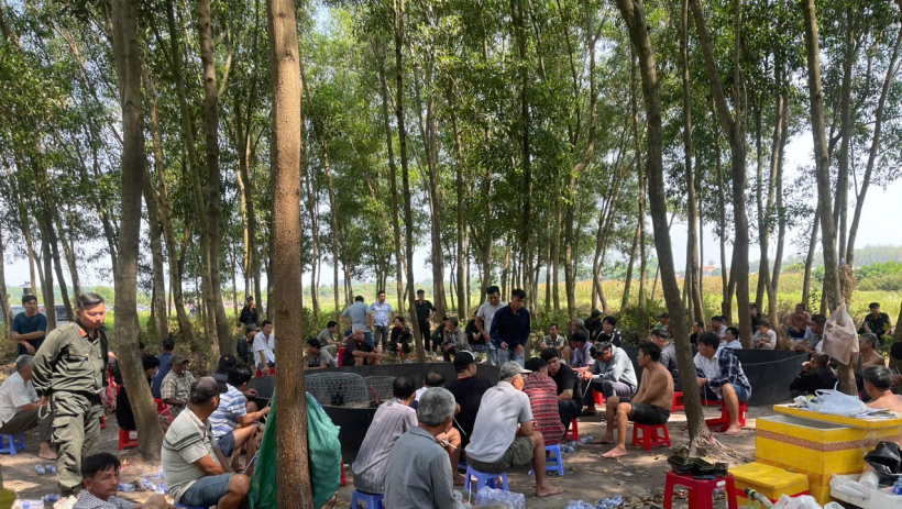 Bắt quả tang 61 đối tượng đ&aacute;nh bạc bằng h&igrave;nh thức đ&aacute; g&agrave; tại phường G&ograve; Dầu 