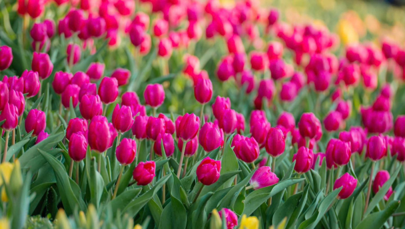 Tay Ninh is ready for the biggest festival of the year