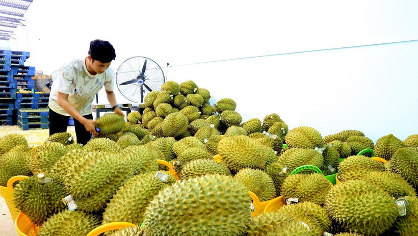 Sau Tết, sầu ri&ecirc;ng khan h&agrave;ng, gi&aacute; tăng cao