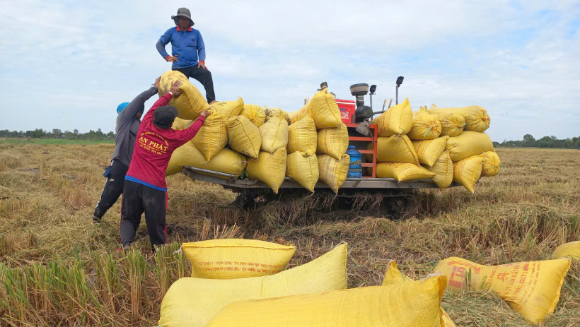 Gi&aacute; l&uacute;a tăng so với trước tết