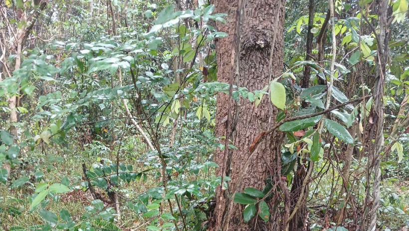 T&acirc;y Ninh: Mưa lớn giữa cao điểm m&ugrave;a kh&ocirc; gi&uacute;p 'hạ nhiệt' nguy cơ ch&aacute;y rừng