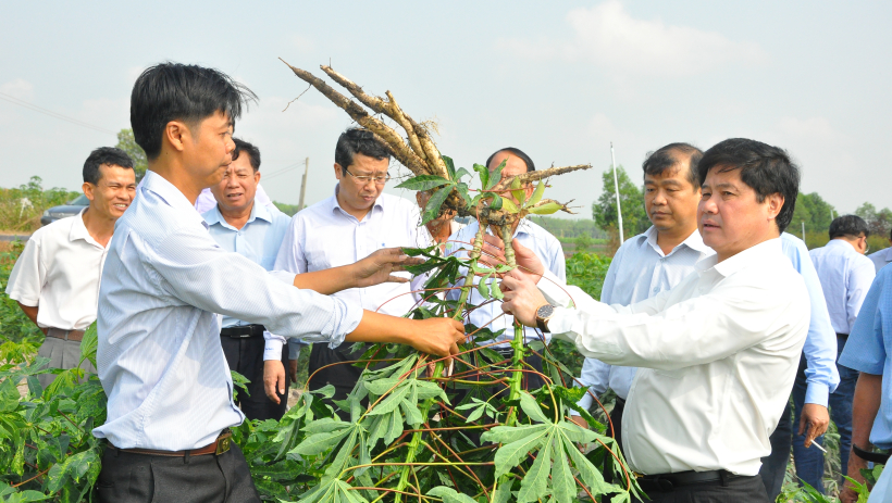 Khống chế bệnh khảm l&aacute; để c&acirc;y khoai m&igrave; ph&aacute;t triển bền vững: C&acirc;y khoai m&igrave; 'lao đao' v&igrave; bệnh khảm l&aacute; (Kỳ 1)