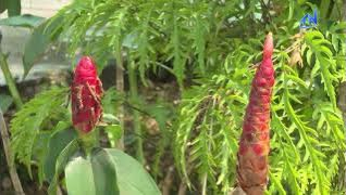 Ph&aacute;t huy hiệu quả m&ocirc; h&igrave;nh vườn thuốc nam mẫu