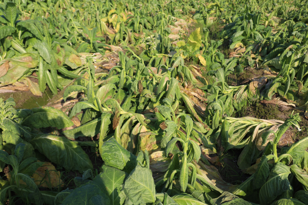 Ch&iacute;nh quyền địa phương nỗ lực hỗ trợ n&ocirc;ng d&acirc;n trồng thuốc l&aacute; v&agrave;ng bị thiệt hại do mưa tr&aacute;i m&ugrave;a