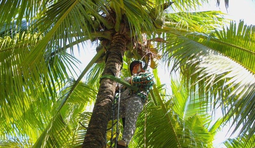 Cần Thơ: Ph&aacute;t huy lợi thế s&ocirc;ng nước, x&acirc;y dựng sản phẩm du lịch sinh th&aacute;i đặc th&ugrave;