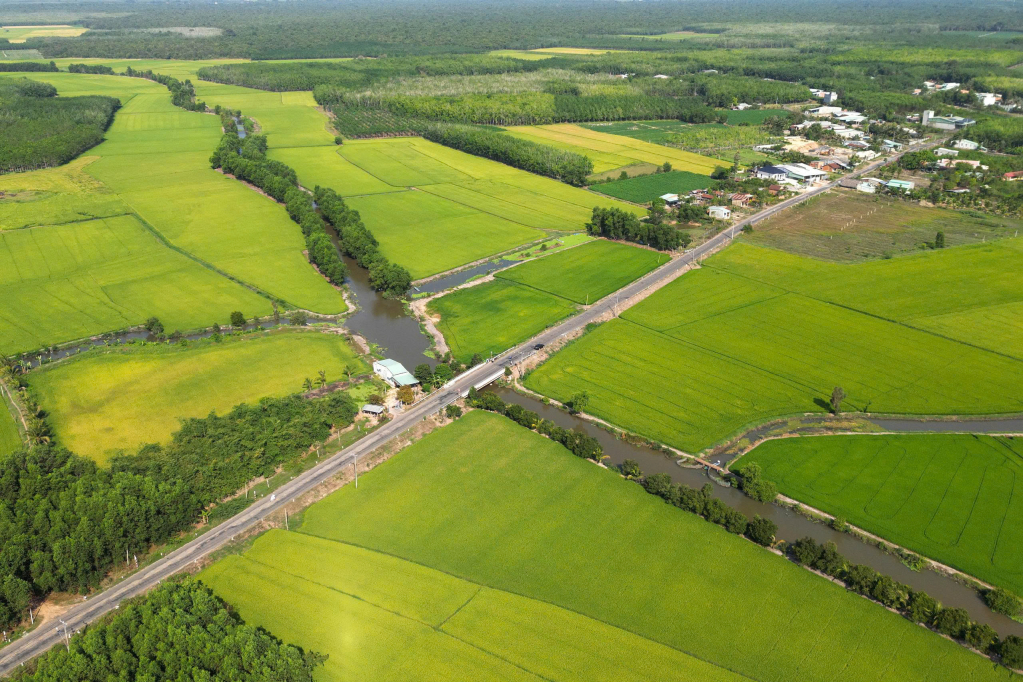 The Cau Ong Co canal dredging project will be promptly implemented after farmers complete the rice harvest
