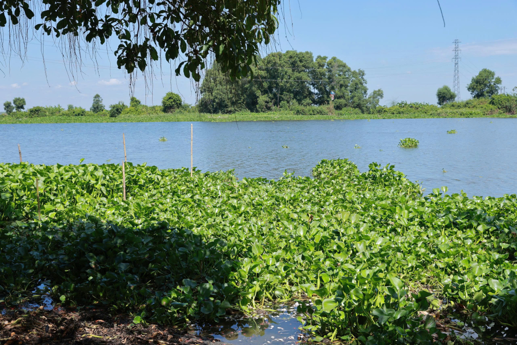 Cần xử l&yacute; dứt điểm t&igrave;nh trạng lục b&igrave;nh lấn chiếm mặt s&ocirc;ng