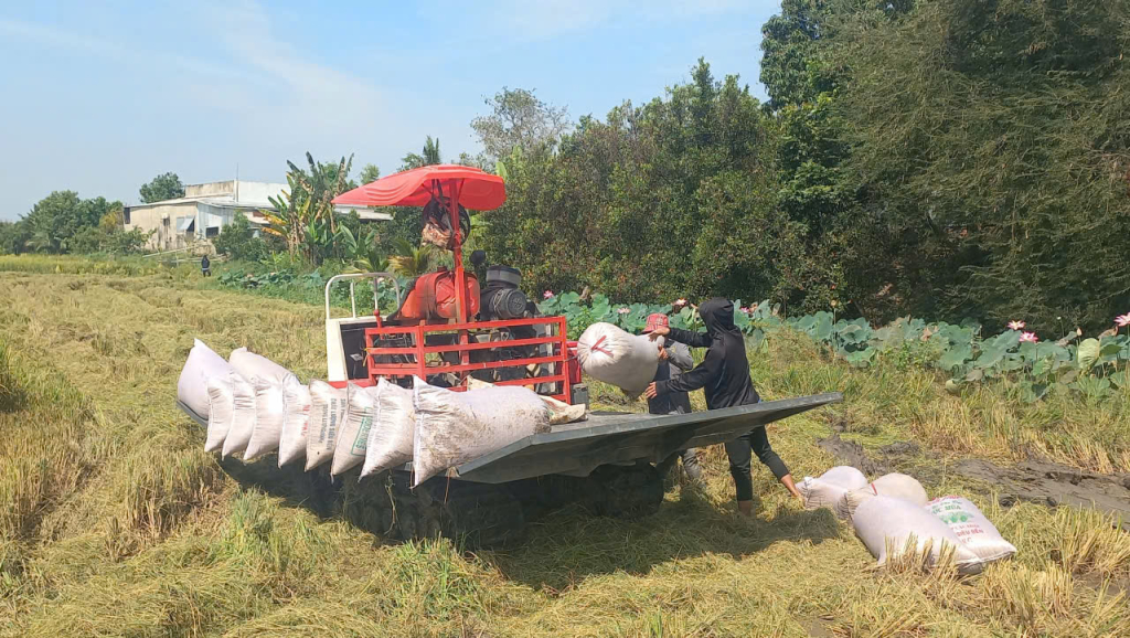 Gi&aacute; l&uacute;a giảm từ 300-600 đồng/kg